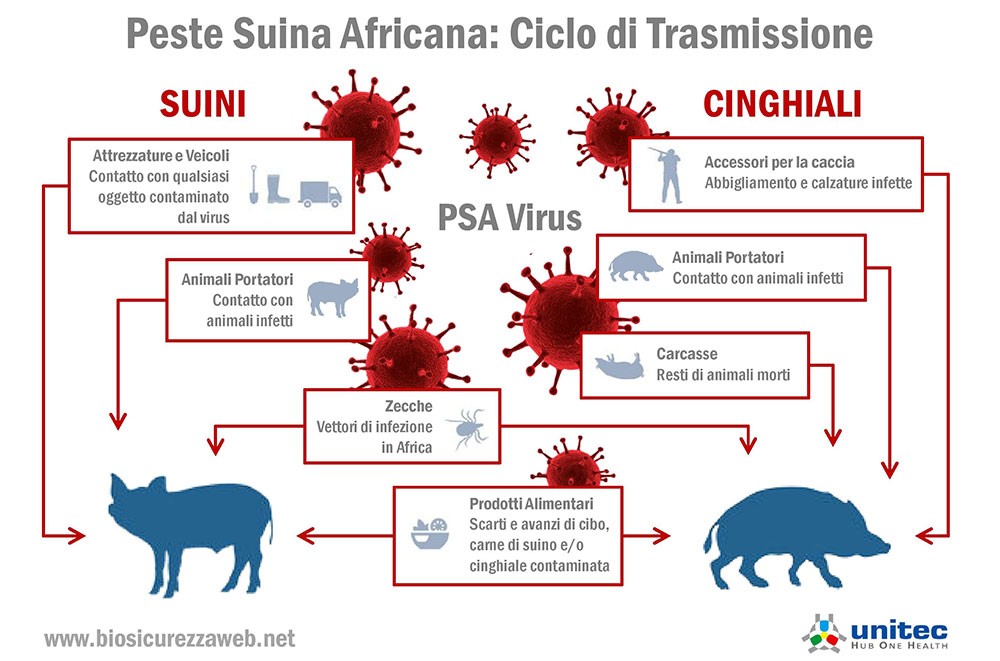 Peste Suina Africana: ciclo di trasmissione