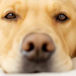 Focus cimurro del cane