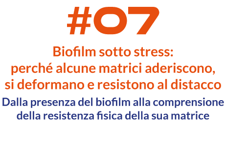 Biofilm sotto stress: perché alcune matrici aderiscono, si deformano e resistono al distacco
