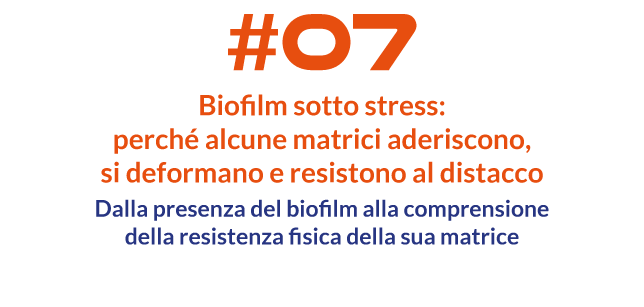 Biofilm sotto stress: perché alcune matrici aderiscono, si deformano e resistono al distacco